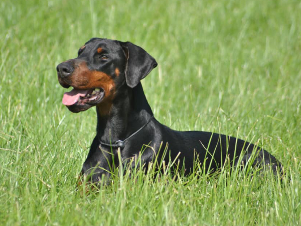 professionnel du chien